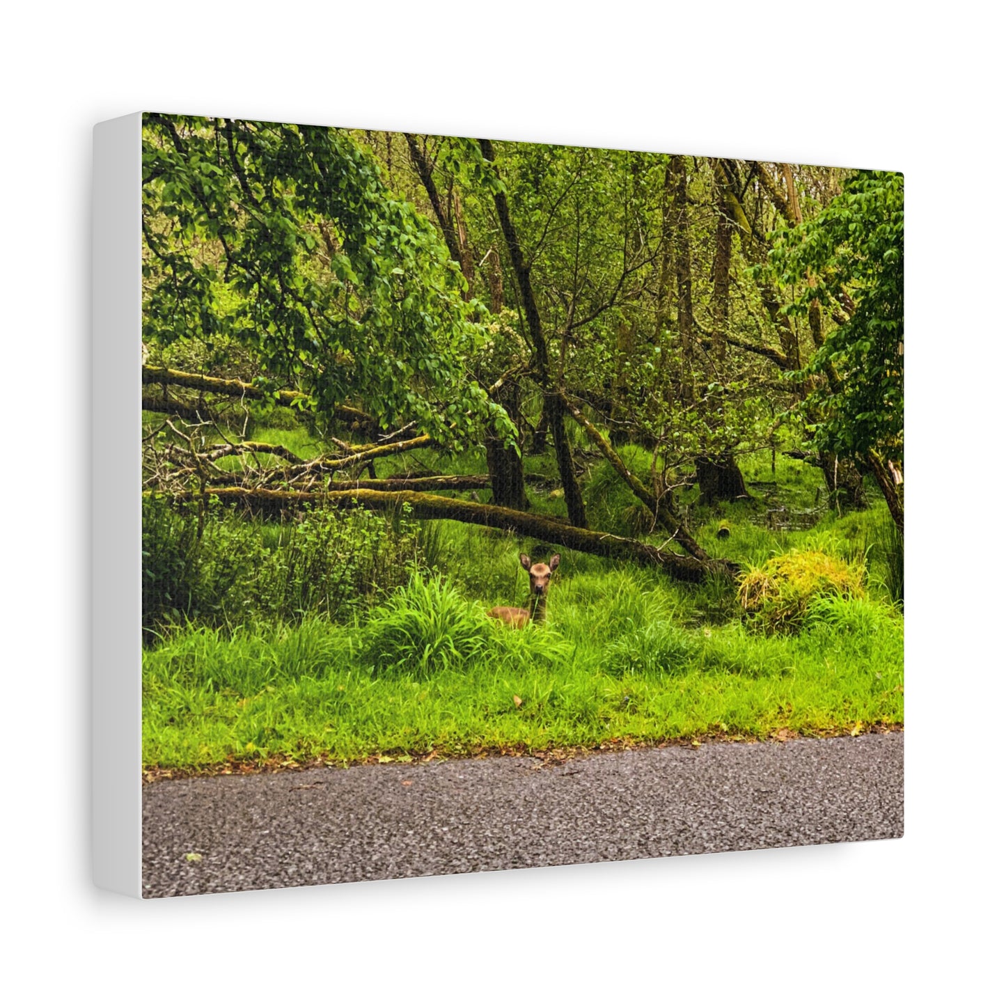 Deer in Ditch Matte Canvas, Stretched, 1.25"