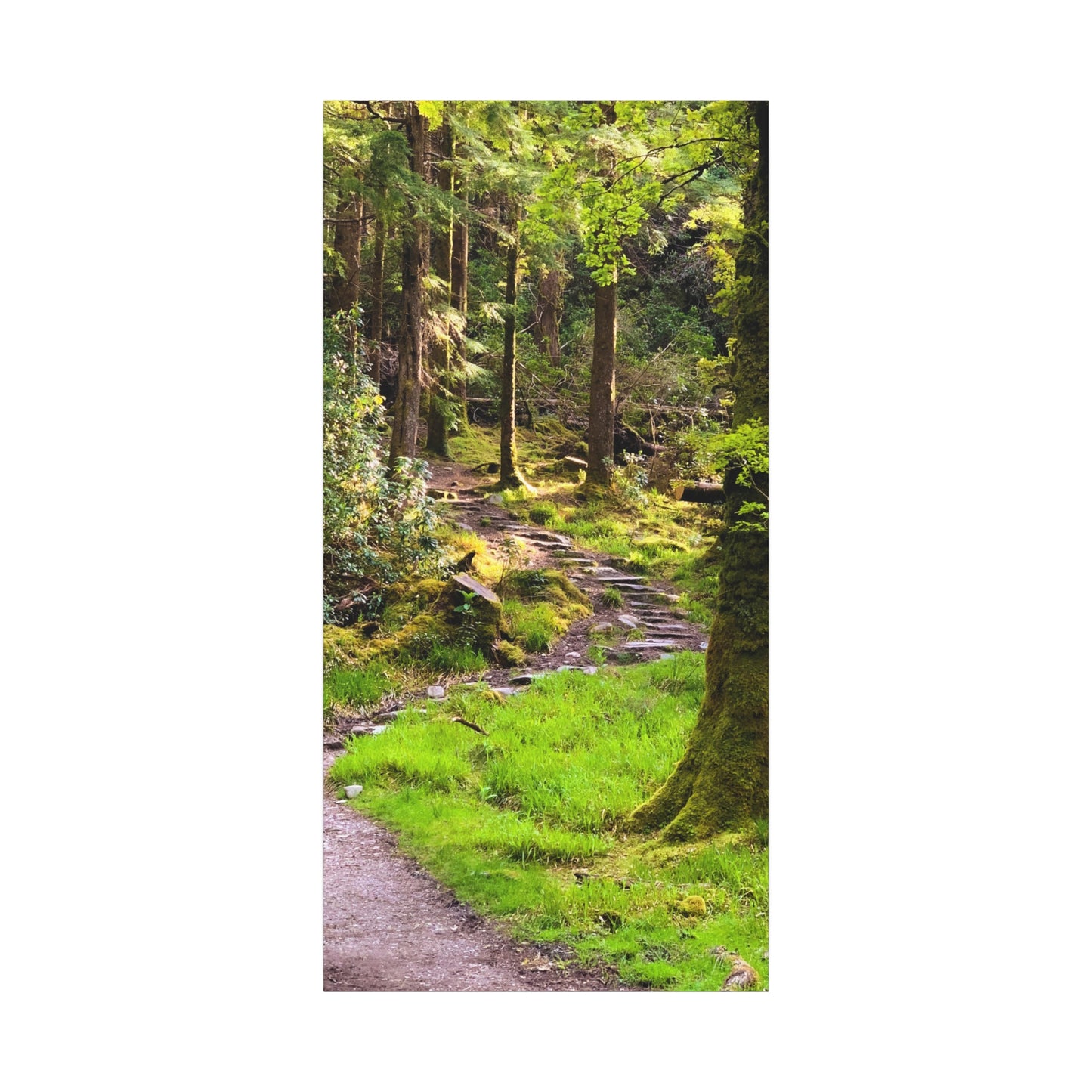 Torc Trail Matte Canvas, Stretched, 1.25"