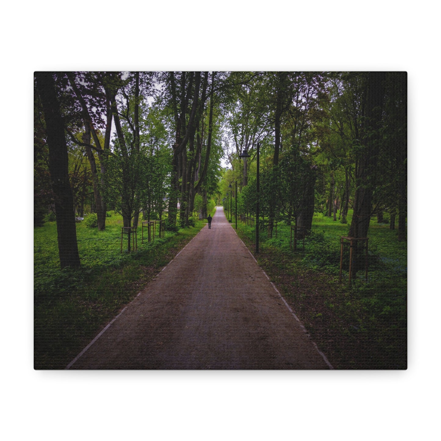 Zagares Park Lithuania Matte Canvas, Stretched, 1.25"