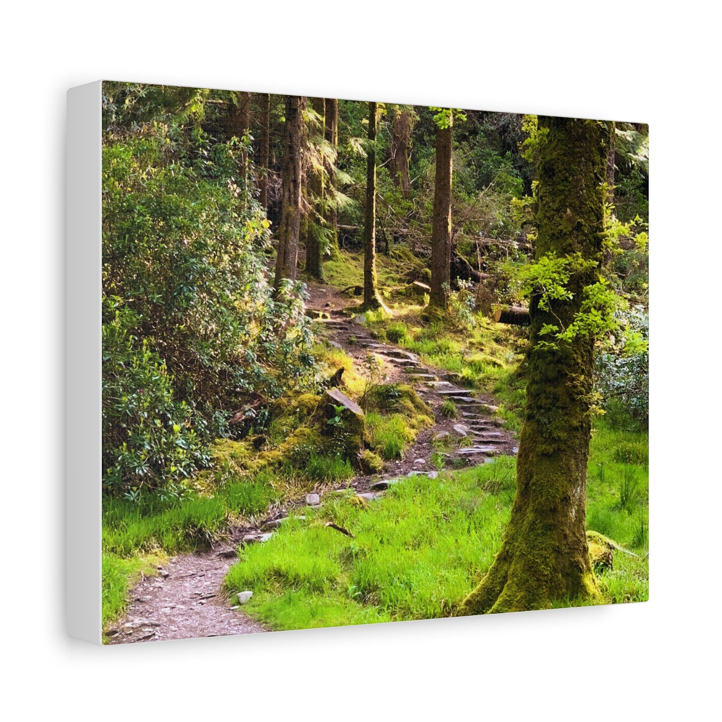 Torc Trail Matte Canvas, Stretched, 1.25"