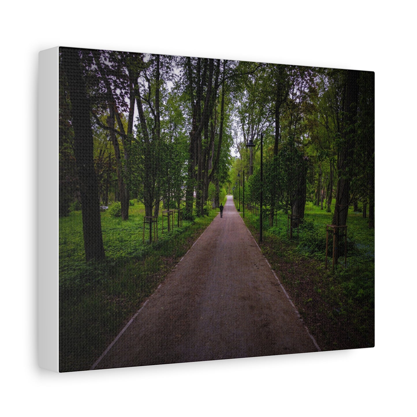Zagares Park Lithuania Matte Canvas, Stretched, 1.25"