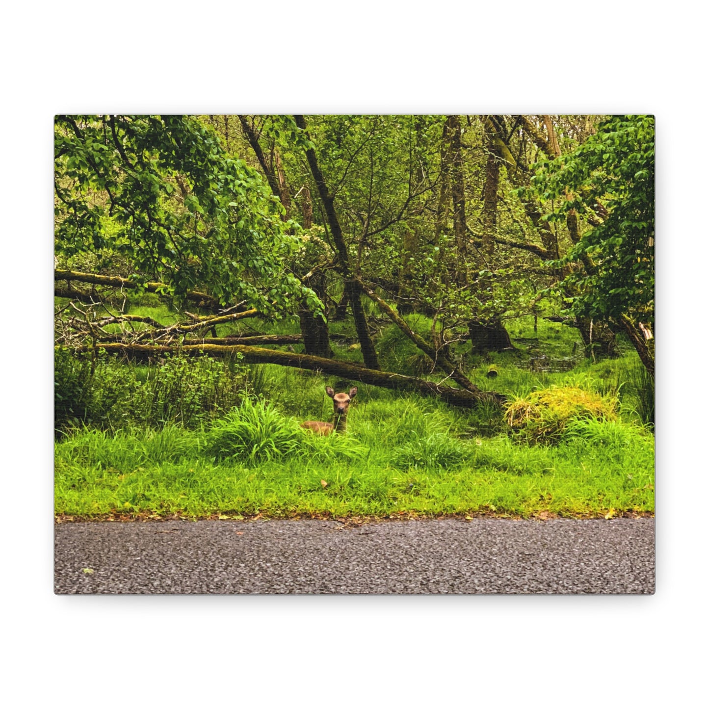 Deer in Ditch Matte Canvas, Stretched, 1.25"