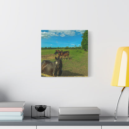Horse Matte Canvas, Stretched, 1.25"
