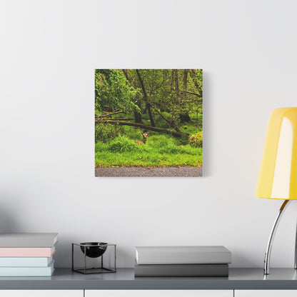 Deer in Ditch Matte Canvas, Stretched, 1.25"