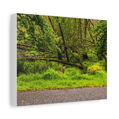 Deer in Ditch Matte Canvas, Stretched, 1.25"