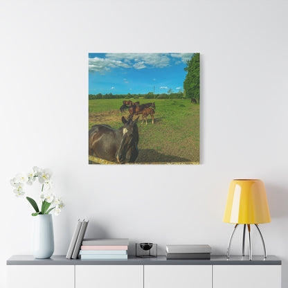 Horse Matte Canvas, Stretched, 1.25"