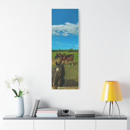 Horse Matte Canvas, Stretched, 1.25"