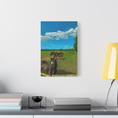 Horse Matte Canvas, Stretched, 1.25"