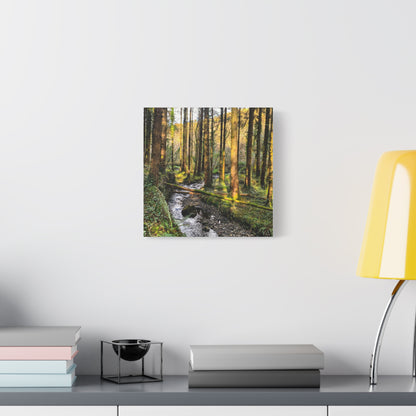Glanageenty Forest Trail 2 Matte Canvas, Stretched, 1.25"