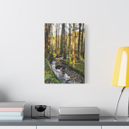 Glanageenty Forest Trail 2 Matte Canvas, Stretched, 1.25"