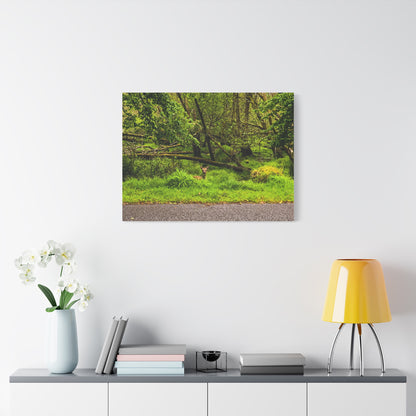 Deer in Ditch Matte Canvas, Stretched, 1.25"
