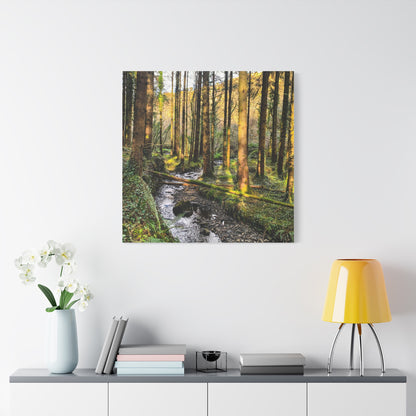 Glanageenty Forest Trail 2 Matte Canvas, Stretched, 1.25"