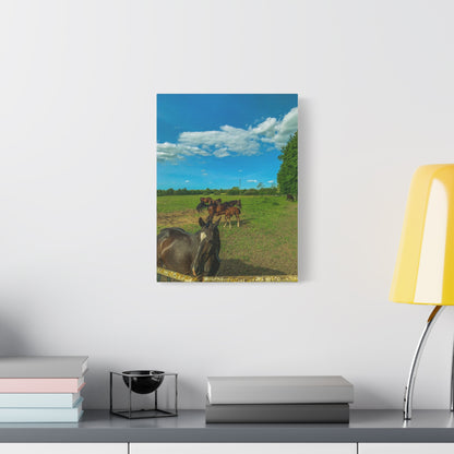 Horse Matte Canvas, Stretched, 1.25"