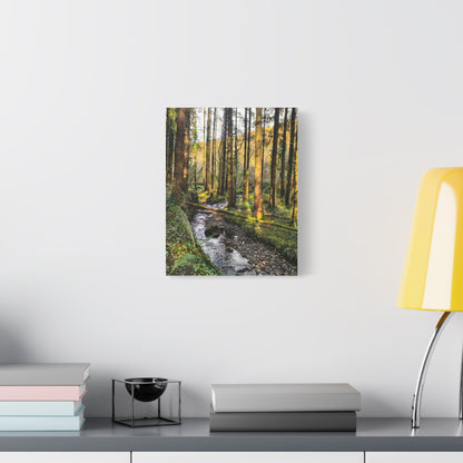 Glanageenty Forest Trail 2 Matte Canvas, Stretched, 1.25"