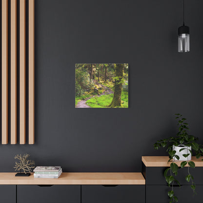 Torc Trail Matte Canvas, Stretched, 1.25"