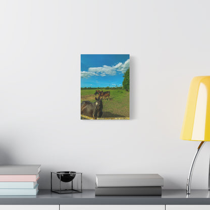 Horse Matte Canvas, Stretched, 1.25"