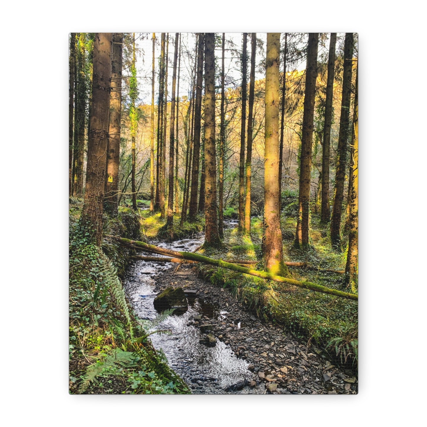 Glanageenty Forest Trail 2 Matte Canvas, Stretched, 1.25"