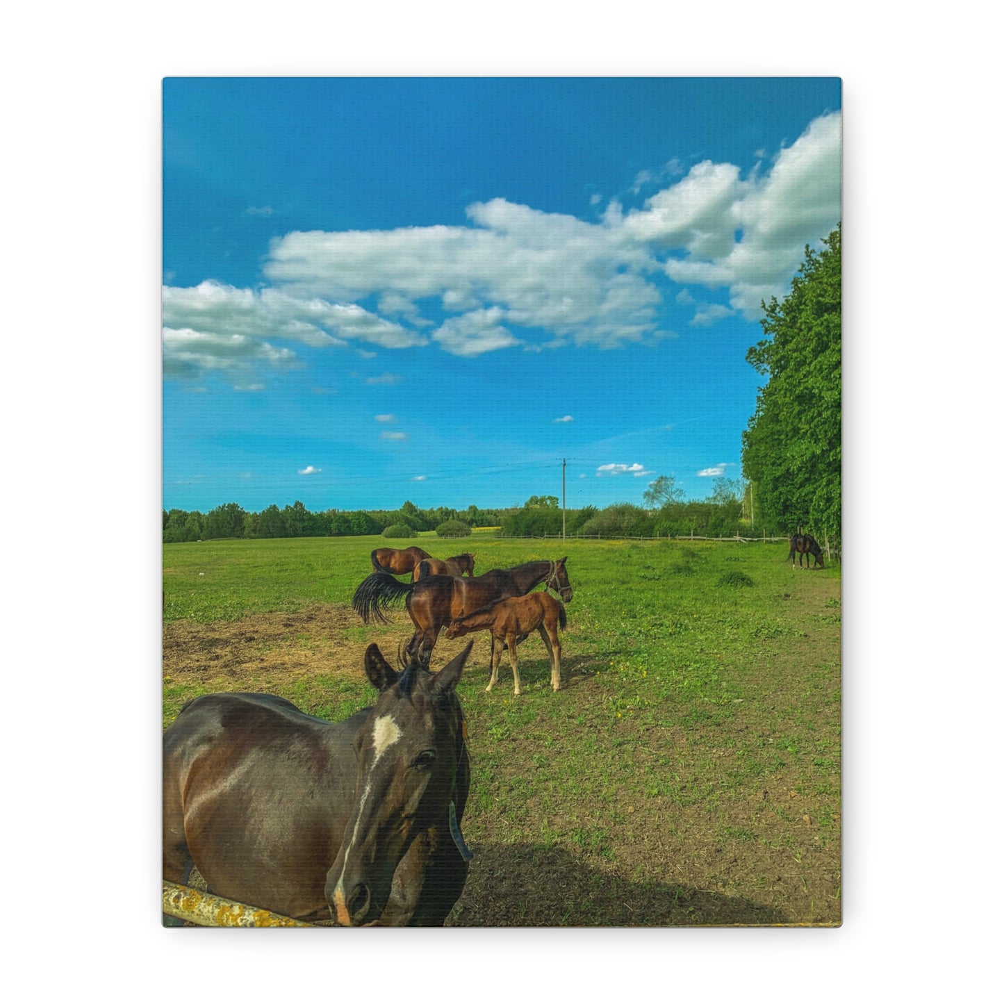 Horse Matte Canvas, Stretched, 1.25"