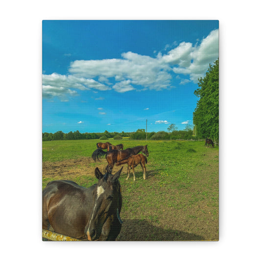 Horse Matte Canvas, Stretched, 1.25"