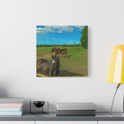 Horse Matte Canvas, Stretched, 1.25"