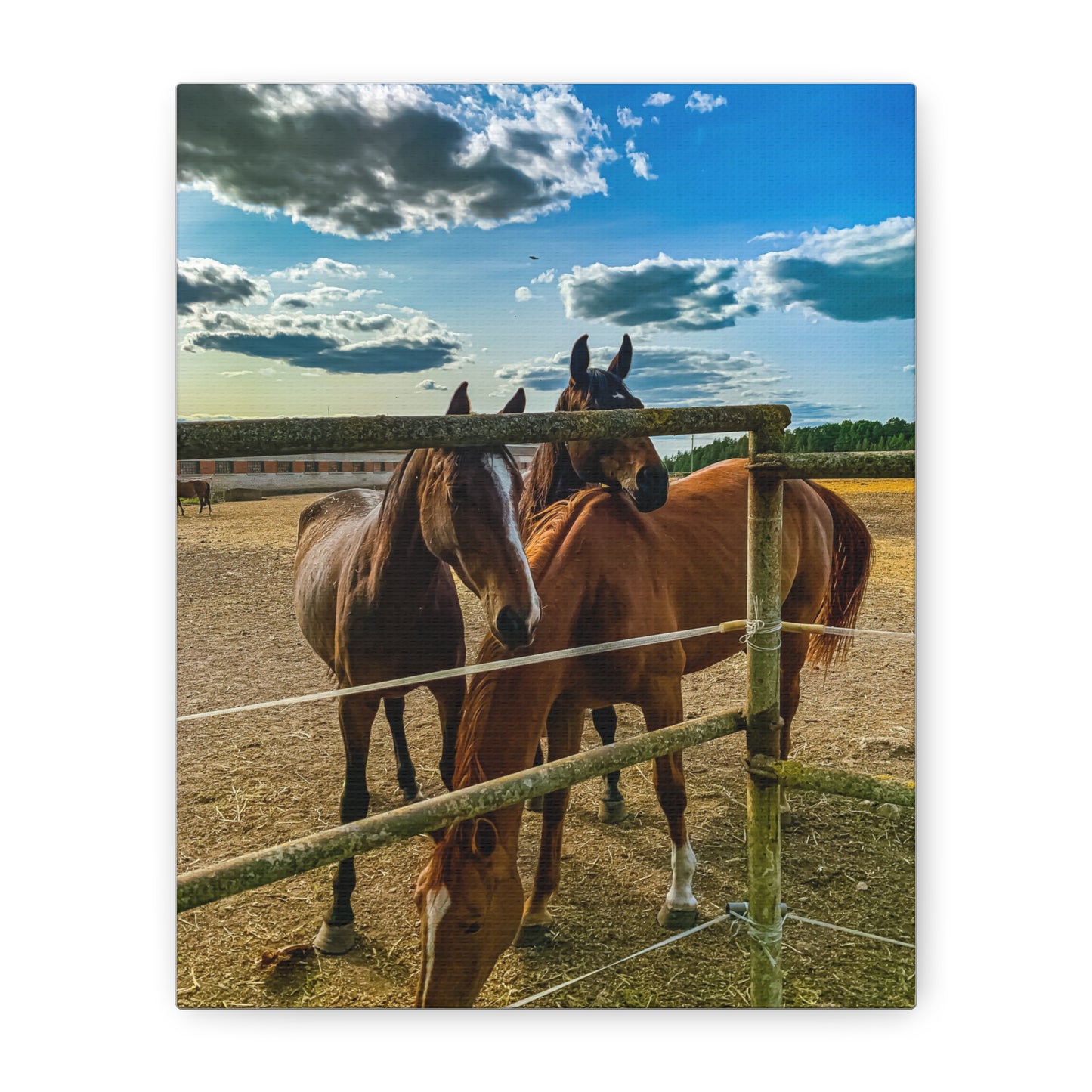Horses Matte Canvas, Stretched, 1.25"