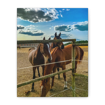 Horses Matte Canvas, Stretched, 1.25"
