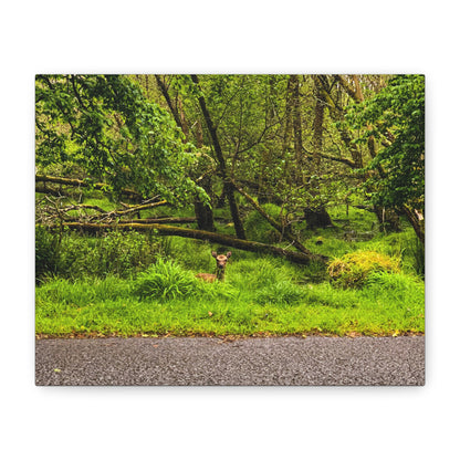 Deer in Ditch Matte Canvas, Stretched, 1.25"