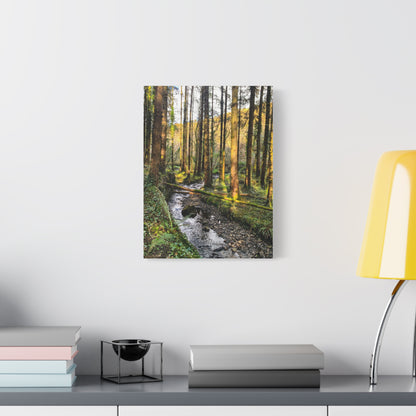 Glanageenty Forest Trail 2 Matte Canvas, Stretched, 1.25"
