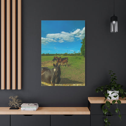 Horse Matte Canvas, Stretched, 1.25"
