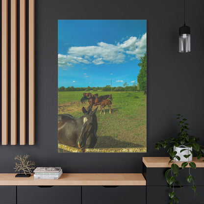 Horse Matte Canvas, Stretched, 1.25"