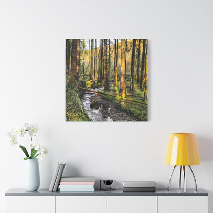 Glanageenty Forest Trail 2 Matte Canvas, Stretched, 1.25"
