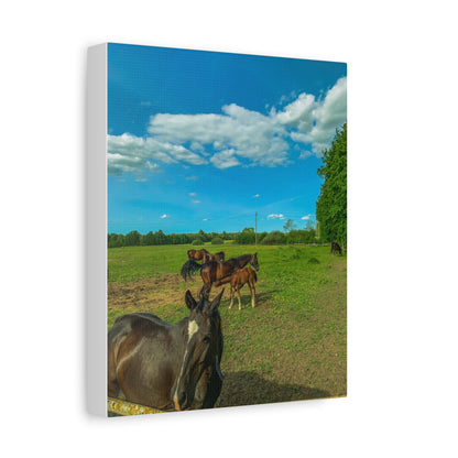 Horse Matte Canvas, Stretched, 1.25"