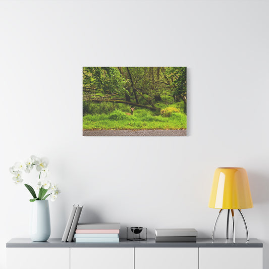 Deer in Ditch Matte Canvas, Stretched, 1.25"
