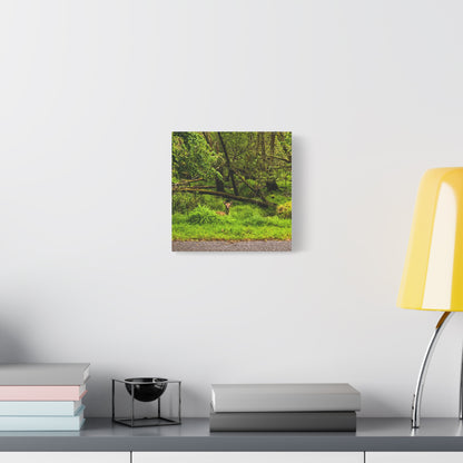 Deer in Ditch Matte Canvas, Stretched, 1.25"