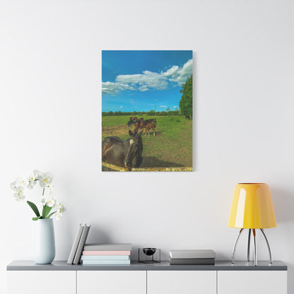 Horse Matte Canvas, Stretched, 1.25"