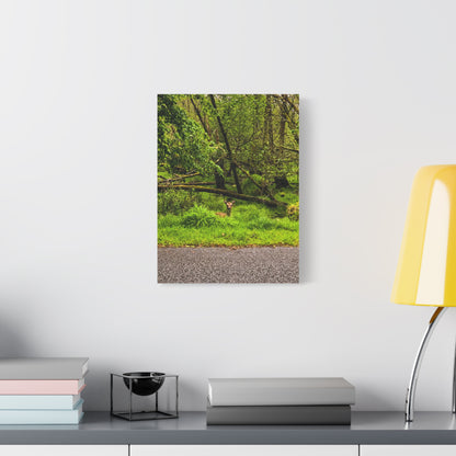 Deer in Ditch Matte Canvas, Stretched, 1.25"