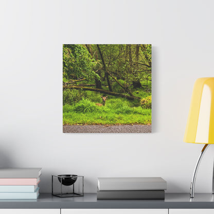 Deer in Ditch Matte Canvas, Stretched, 1.25"