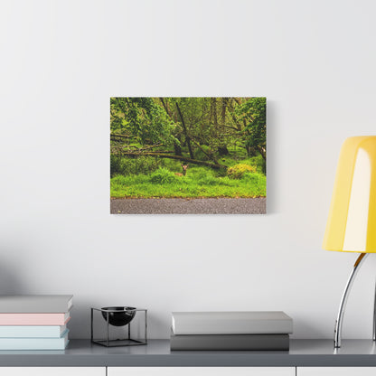 Deer in Ditch Matte Canvas, Stretched, 1.25"
